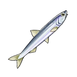 Anchovy