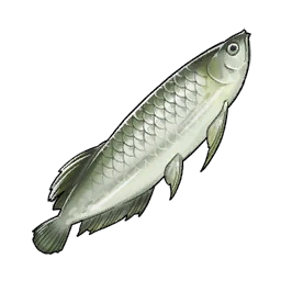 Arapaima