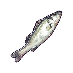 Bass
