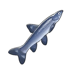 Black Carp