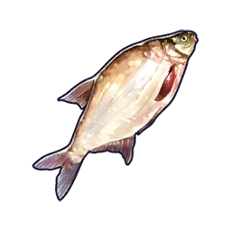 Bream