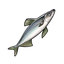 Capelin