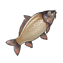 Carp