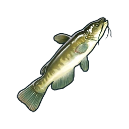 Catfish