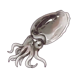 Cuttlefish