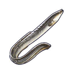 Eel