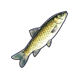 Grass Carp