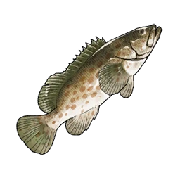 Grouper