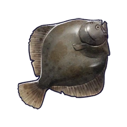 Halibut