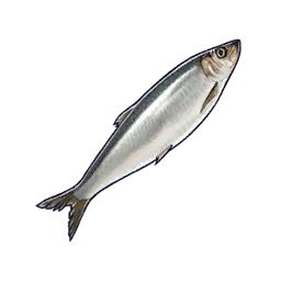Herring