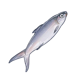Milkfish