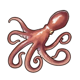 Octopus
