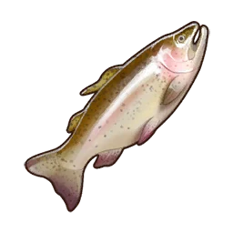 Rainbow Trout