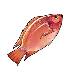 Red Tilapia