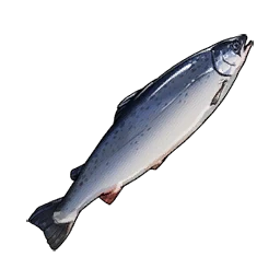 Salmon