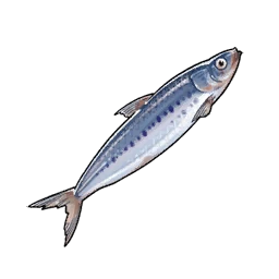 Sardine