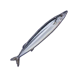 Saury