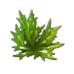 Seaweed