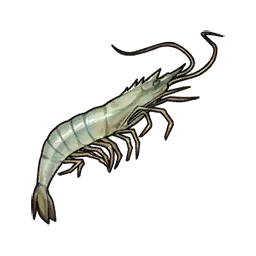 Shrimp