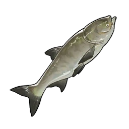 Silver Carp