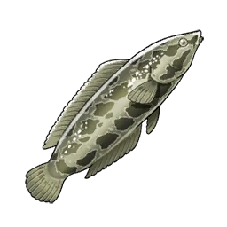 Snakehead