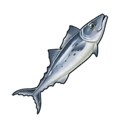 Spotted Mackerel