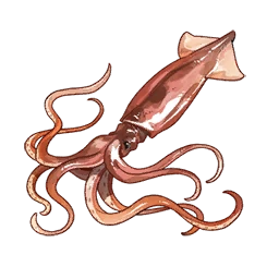 Squid