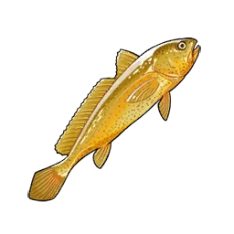 Yellow Croaker
